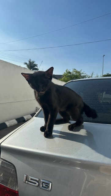 Black Kitten - Domestic Short Hair Cat