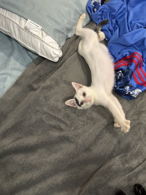Kerman - Domestic Medium Hair Cat