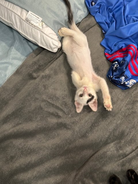 Kerman - Domestic Medium Hair Cat