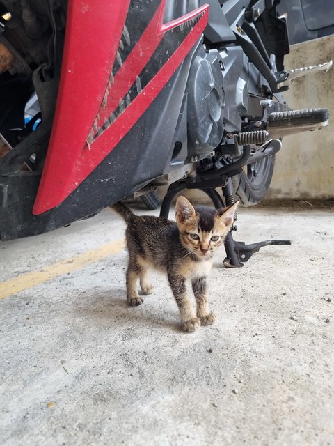 Bobby  - Tabby Cat