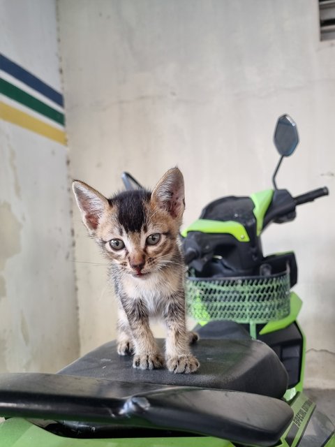 Bobby  - Tabby Cat