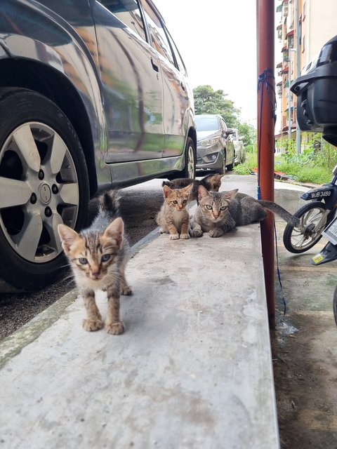 Bobby  - Tabby Cat