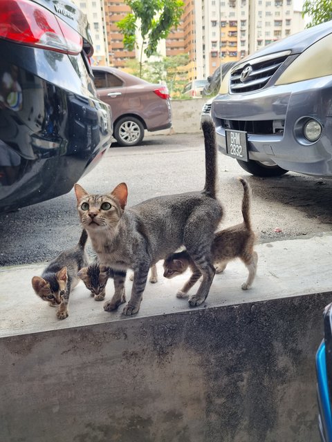 Bobby  - Tabby Cat