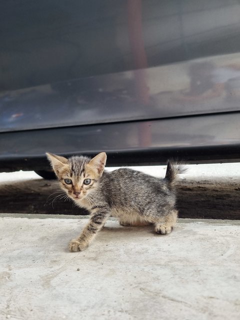 Bobby  - Tabby Cat