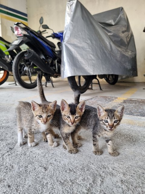 Moshi - Tabby Cat