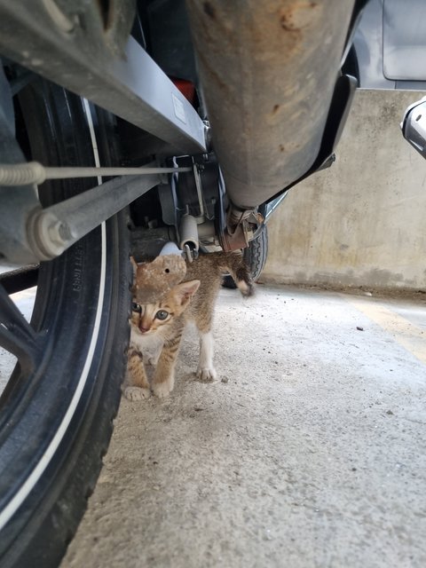 Mus  - Tabby Cat