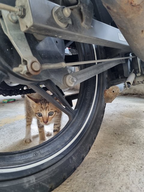 Mus  - Tabby Cat