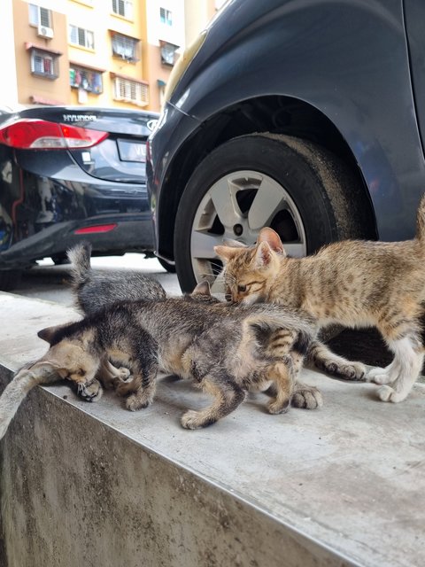 Mus  - Tabby Cat