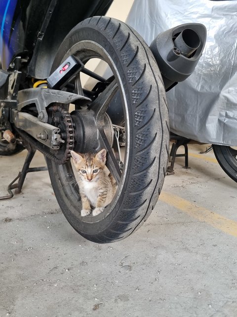 Mus  - Tabby Cat