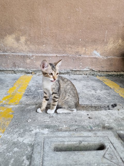 Mus  - Tabby Cat