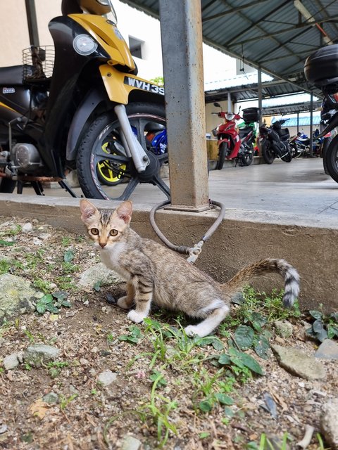 Mus  - Tabby Cat