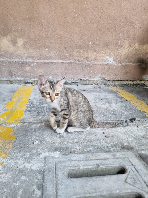 Mus  - Tabby Cat