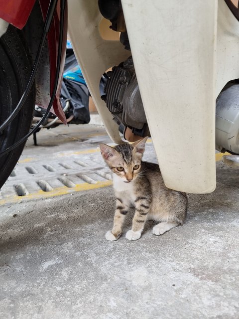 Mus  - Tabby Cat