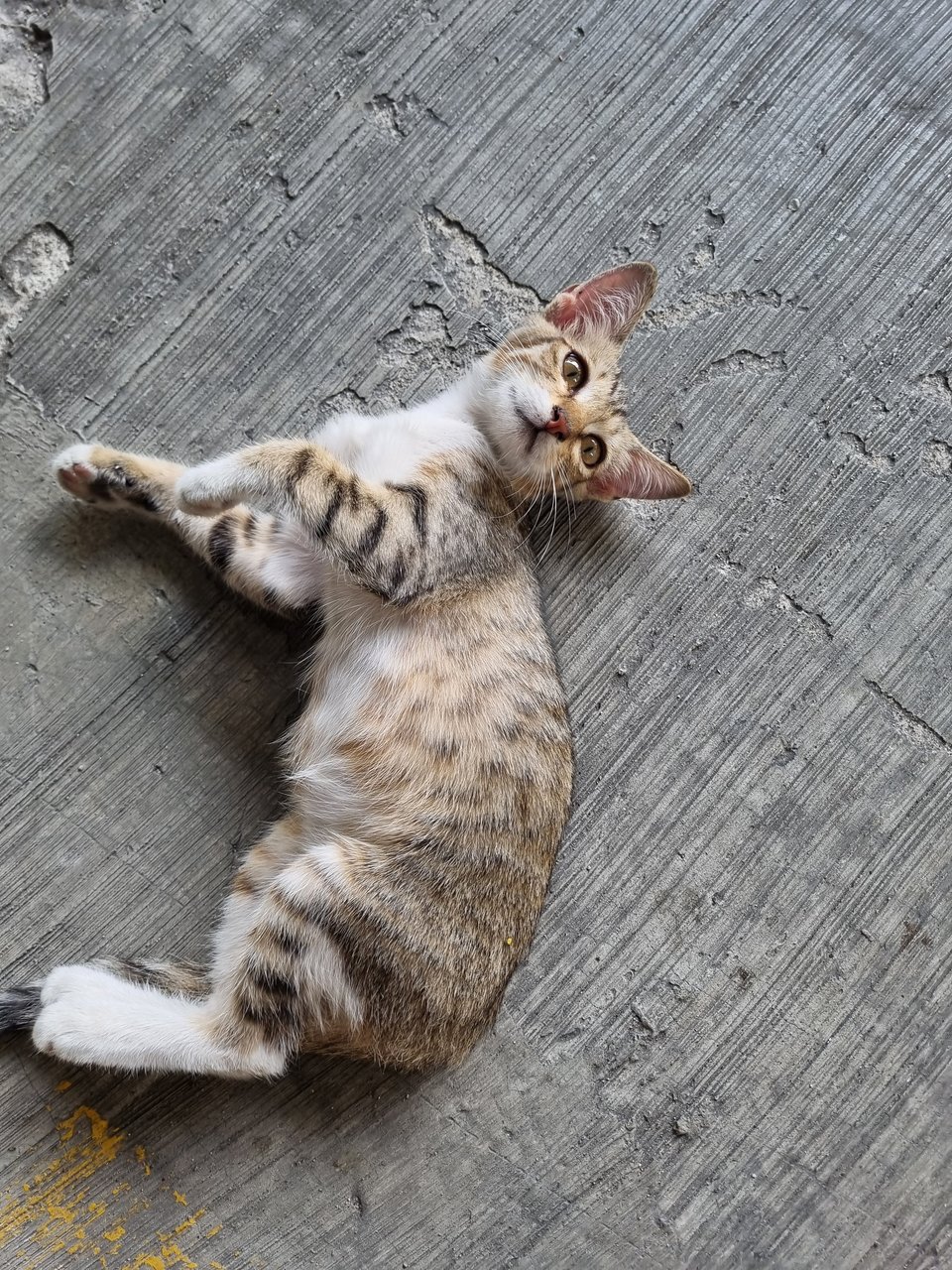 Mus  - Tabby Cat
