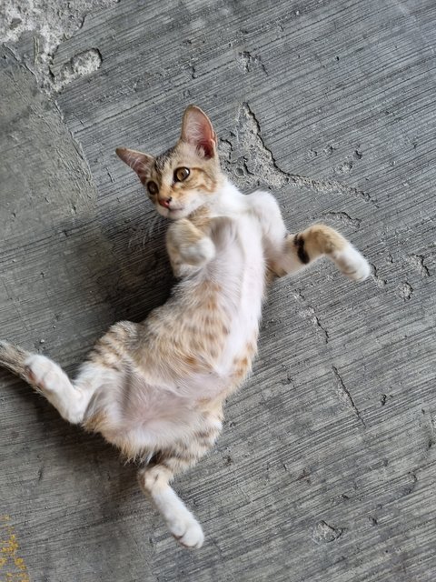 Mus  - Tabby Cat