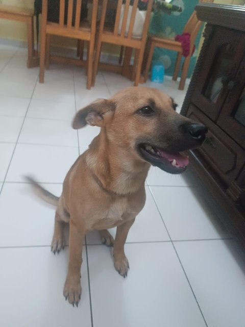 Brownie - Mixed Breed Dog