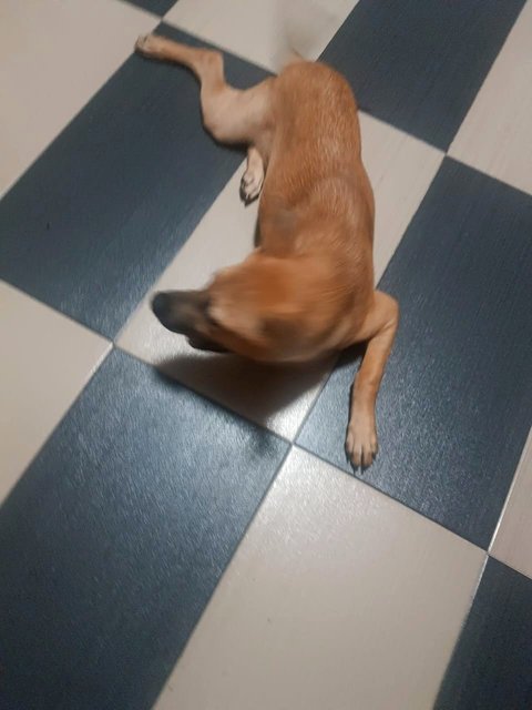 Brownie - Mixed Breed Dog