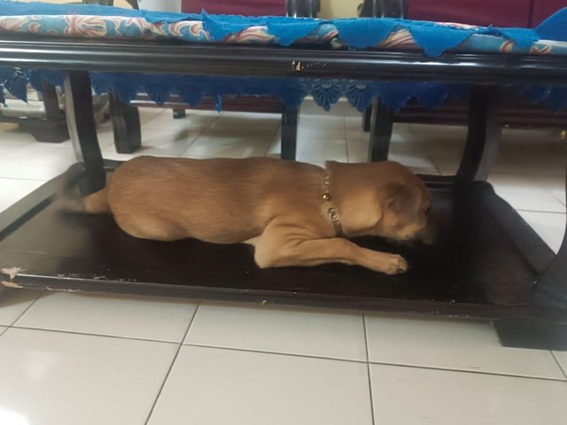 Brownie - Mixed Breed Dog