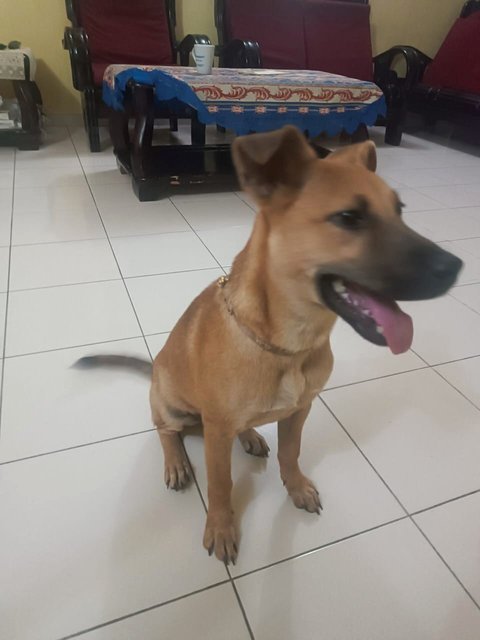Brownie - Mixed Breed Dog