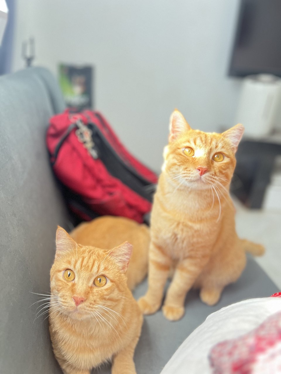 Tiger &amp; Totoi - Domestic Short Hair Cat