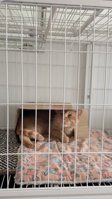 Tiger &amp; Totoi - Domestic Short Hair Cat