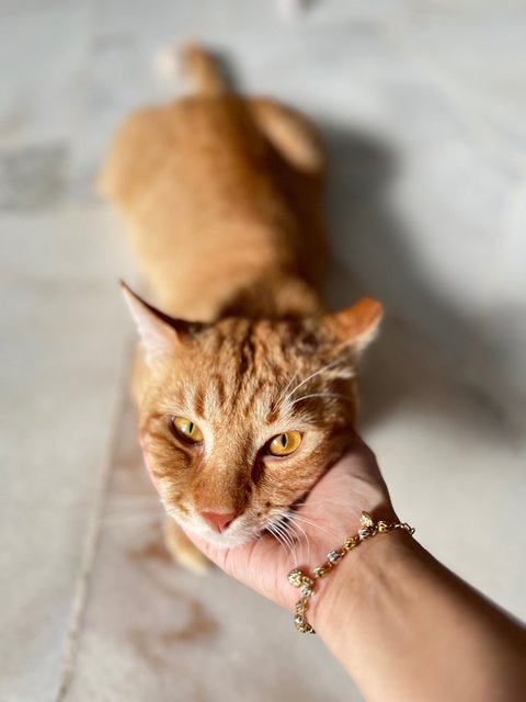 Tiger &amp; Totoi - Domestic Short Hair Cat