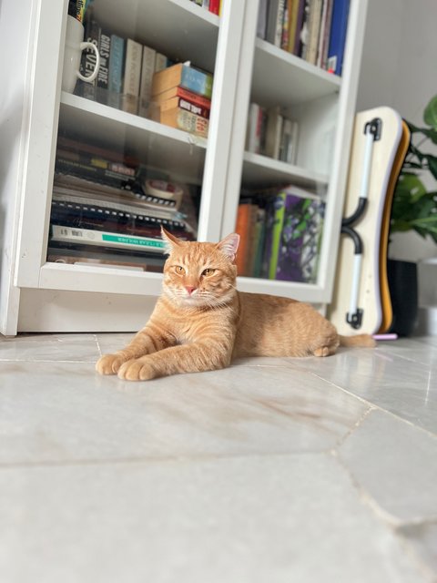 Tiger &amp; Totoi - Domestic Short Hair Cat