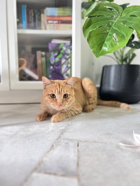 Tiger &amp; Totoi - Domestic Short Hair Cat