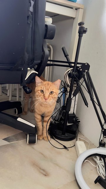 Tiger &amp; Totoi - Domestic Short Hair Cat