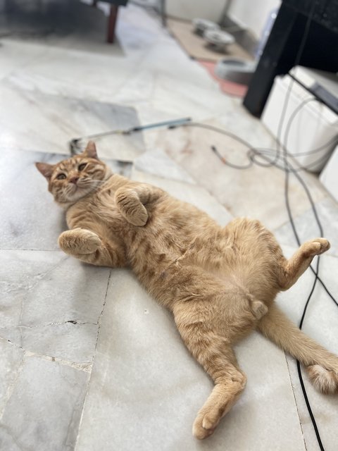 Tiger &amp; Totoi - Domestic Short Hair Cat