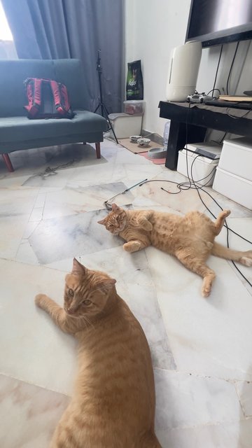 Tiger &amp; Totoi - Domestic Short Hair Cat
