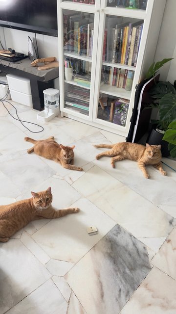 Tiger &amp; Totoi - Domestic Short Hair Cat