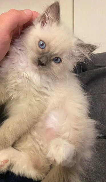 Gyeoul - Siamese + Turkish Angora Cat