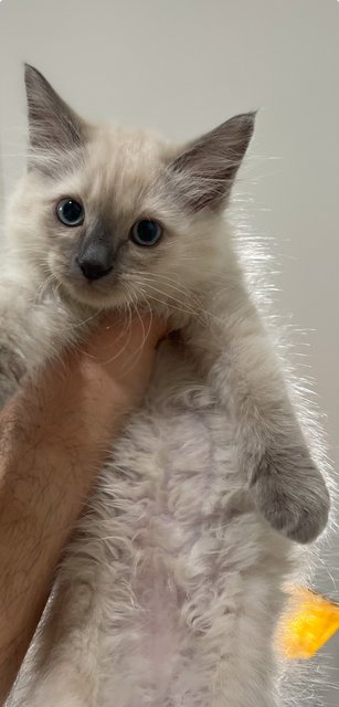 Gyeoul - Siamese + Turkish Angora Cat