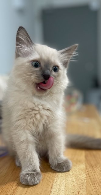 Gyeoul - Siamese + Turkish Angora Cat