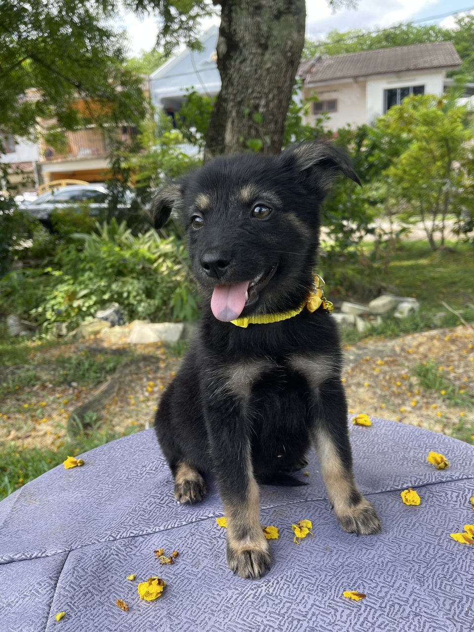 Leya - Mixed Breed Dog