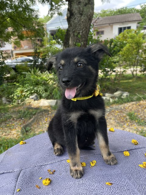 Leya - Mixed Breed Dog