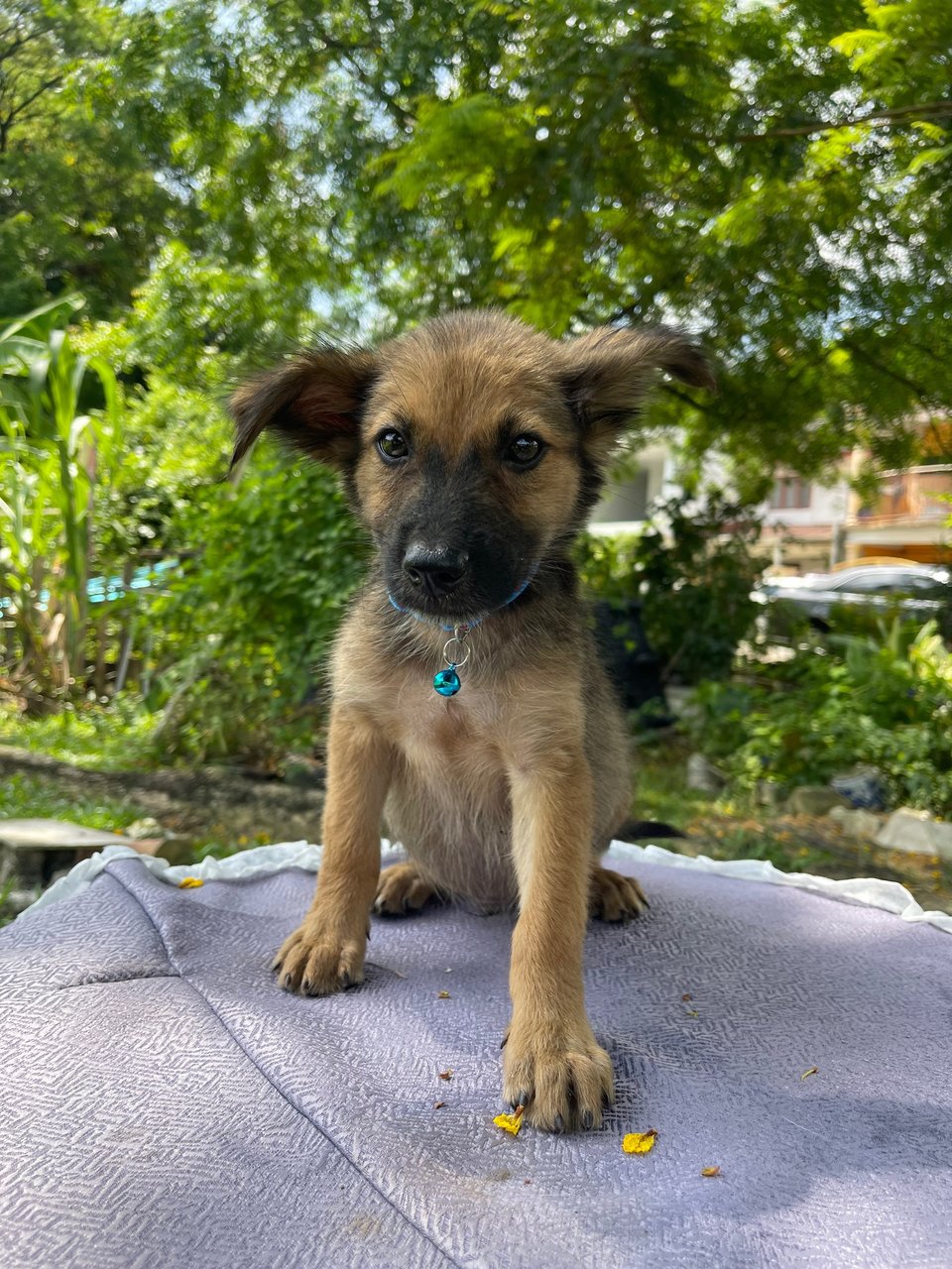 Cooper - Mixed Breed Dog
