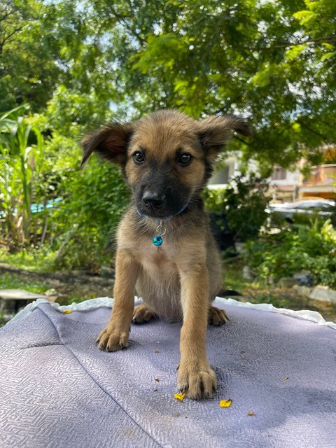 Cooper - Mixed Breed Dog