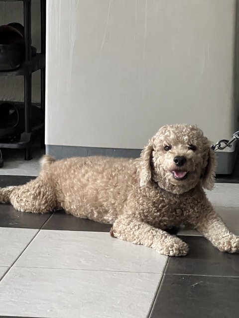 Dobby - Poodle Dog