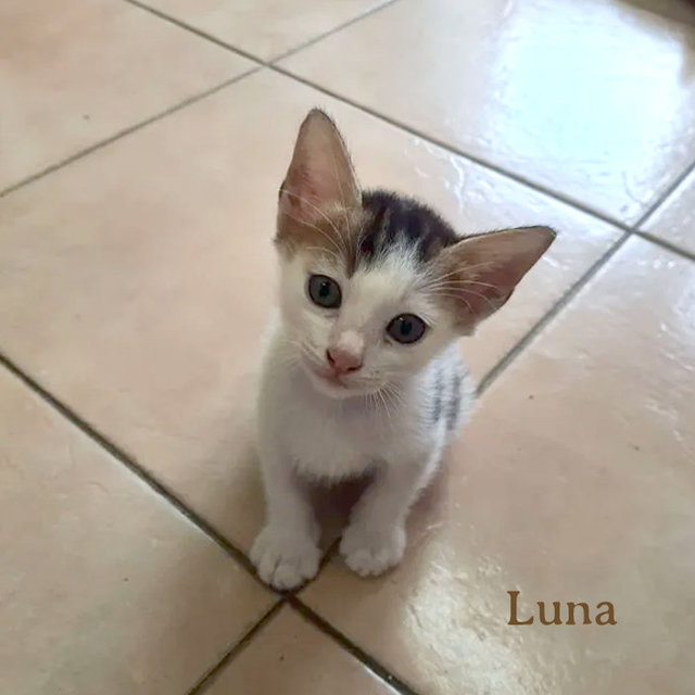 Luna &amp; Simba - Domestic Short Hair Cat