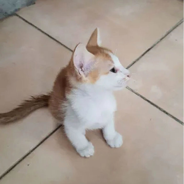 Luna &amp; Simba - Domestic Short Hair Cat