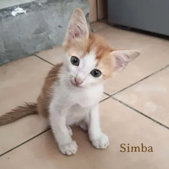 Luna &amp; Simba - Domestic Short Hair Cat