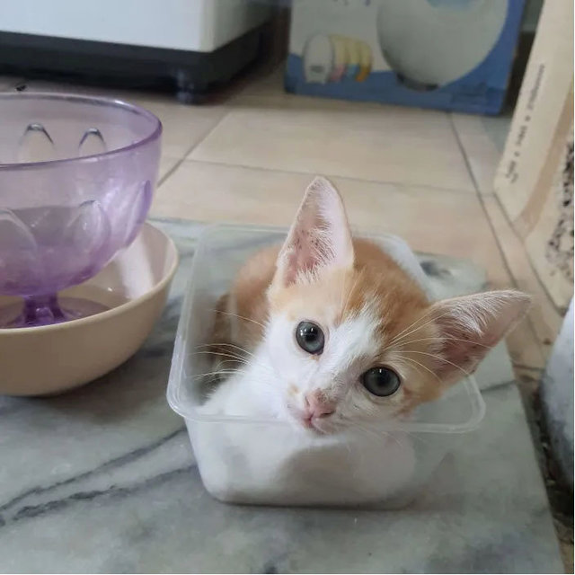 Luna &amp; Simba - Domestic Short Hair Cat