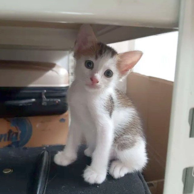 Luna &amp; Simba - Domestic Short Hair Cat