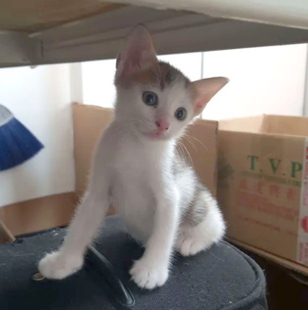 Luna &amp; Simba - Domestic Short Hair Cat