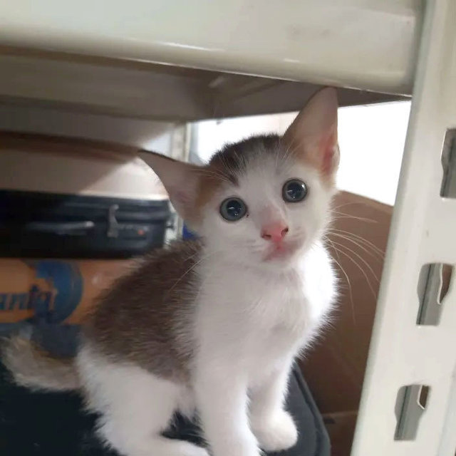 Luna &amp; Simba - Domestic Short Hair Cat