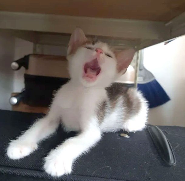 Luna &amp; Simba - Domestic Short Hair Cat