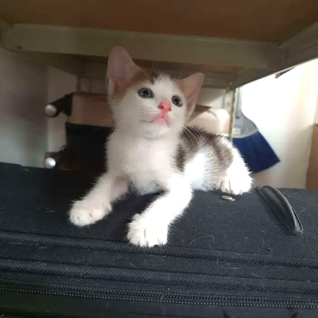 Luna &amp; Simba - Domestic Short Hair Cat