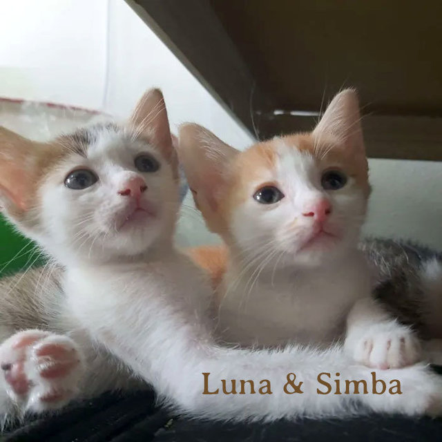 Luna &amp; Simba - Domestic Short Hair Cat